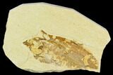 Bargain Fossil Fish (Knightia) - Wyoming #120482-1